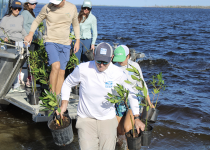article image - CW MANG MANGROVE RESTORE SITE 1